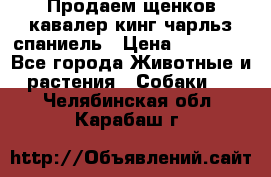Продаем щенков кавалер кинг чарльз спаниель › Цена ­ 60 000 - Все города Животные и растения » Собаки   . Челябинская обл.,Карабаш г.
